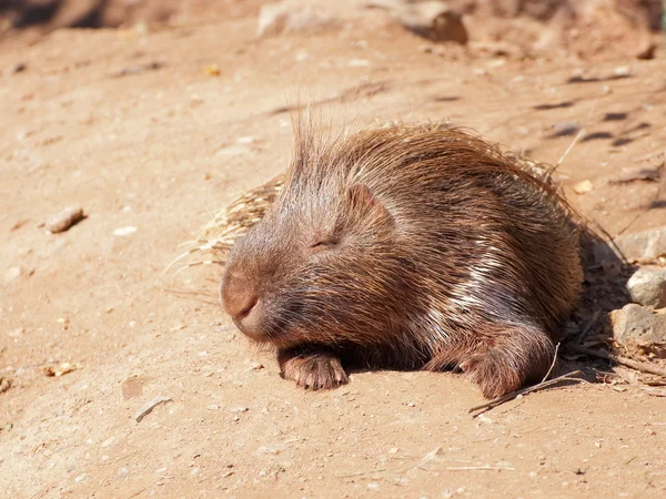 Stekelvarken portret - vooraanzicht — Stockfoto