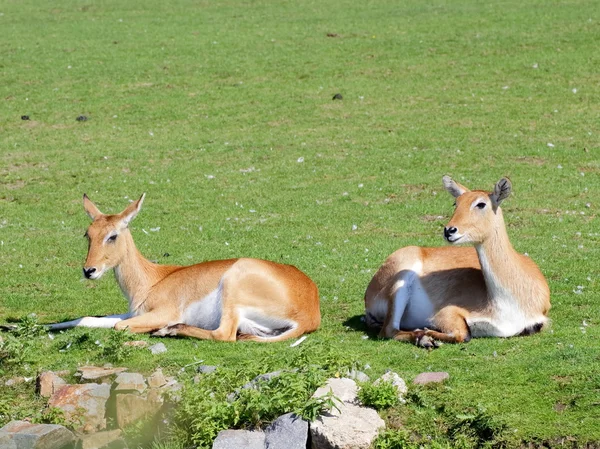 Twee zuidelijke Litschiewaterbok antelope — Stockfoto