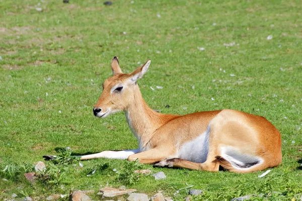 Güney lechwe bir antilop dinlenme - yan görünüm — Stok fotoğraf