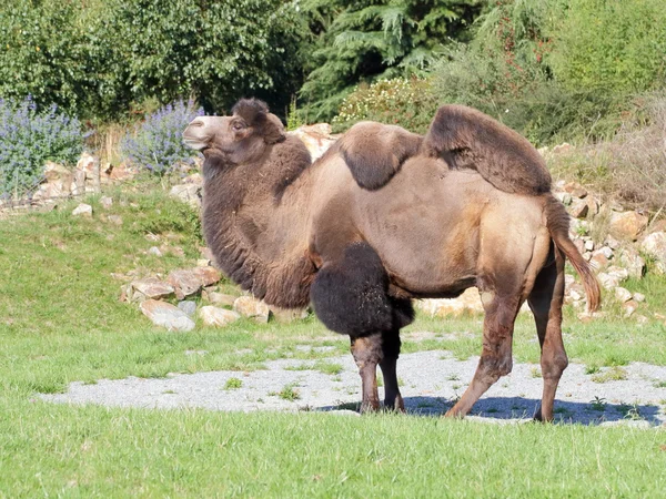 Ayakta deve yan görünüm — Stok fotoğraf