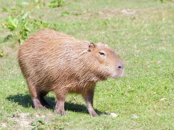 牧草地に乗ったカピバラ — ストック写真