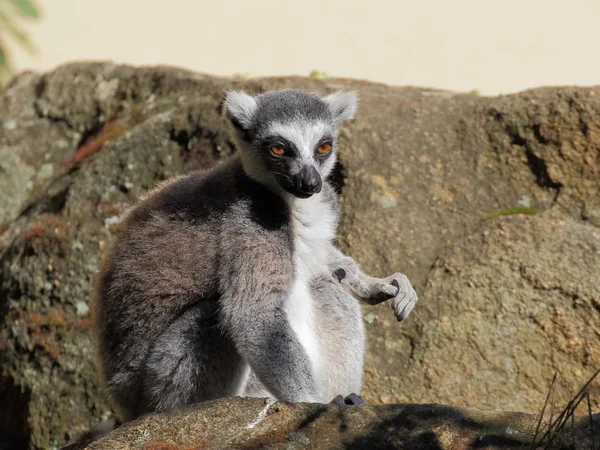 Ring-tailed lemur portrait — Stock Photo, Image