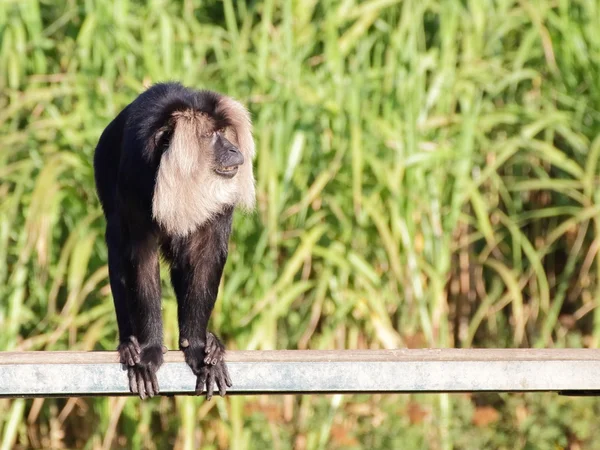 Macaco-de-cauda-de-leão no banco — Fotografia de Stock