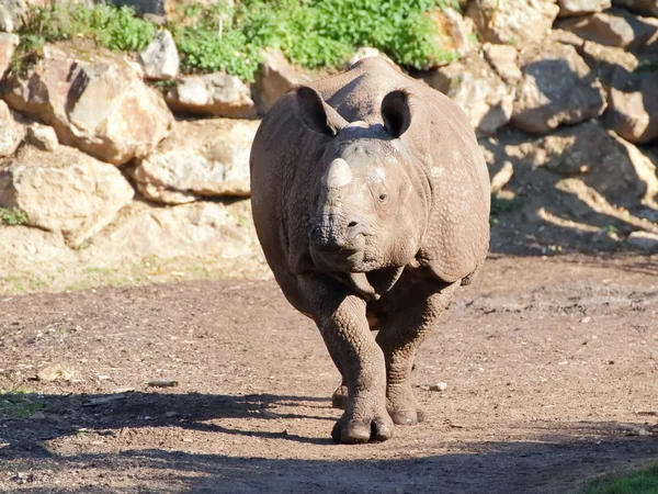 Neushoorn in beweging - portret — Stockfoto