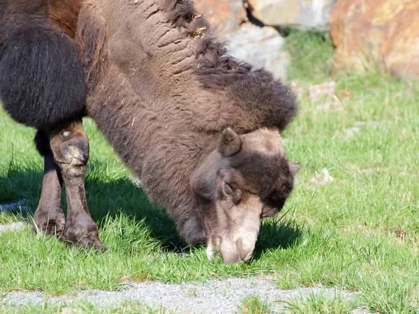 Kamel på betesmark sida stående — Stockfoto