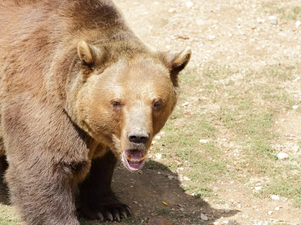 Big brown bear portrait — Stock Photo, Image