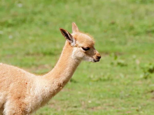 Little llama baby side portrait — Stock Photo, Image