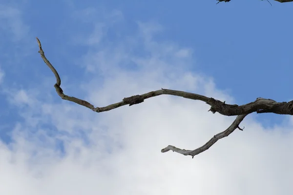 Dead branch on the sky — Stock Photo, Image
