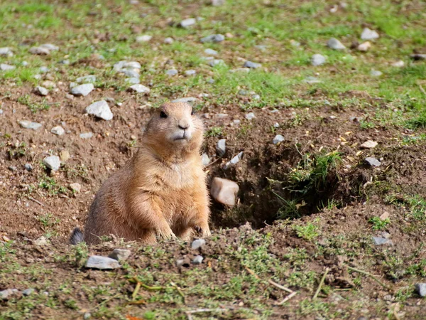 Chien de prairie dans le trou vue rapprochée — Photo