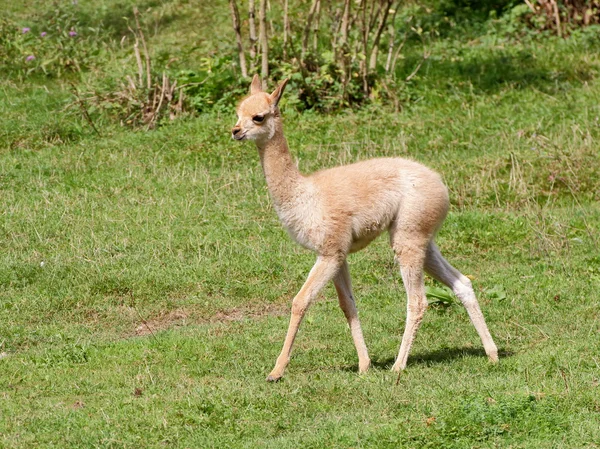 Bebe Lama Images Libres De Droit Photos De Bebe Lama Depositphotos