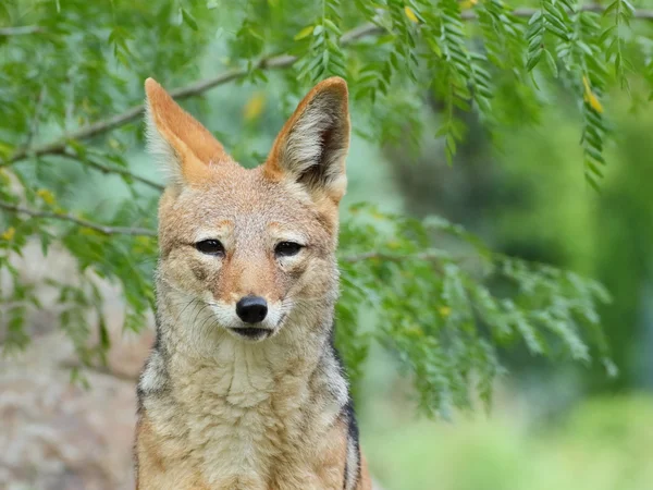 Black-backed jackal främre porträtt — Stockfoto