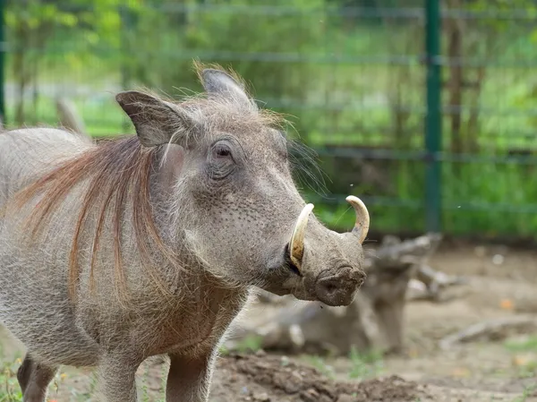 Közös warthog portré — Stock Fotó