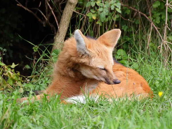 Maned wolf close seup view — стоковое фото