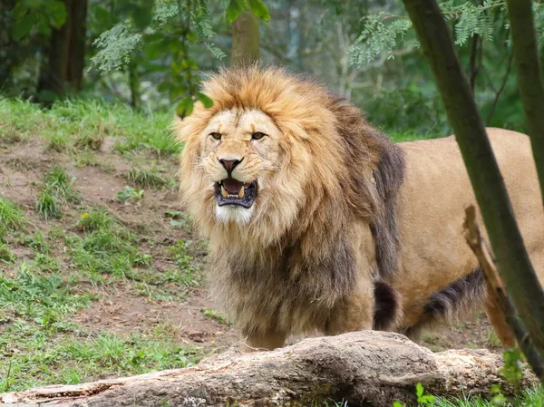 Kızgın aslan portre — Stok fotoğraf