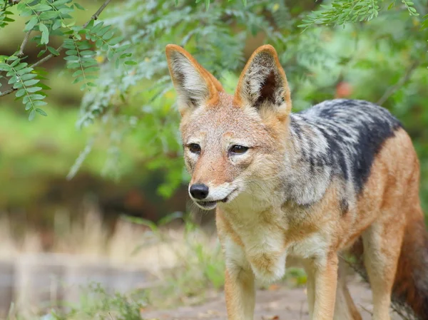 Black-backed jackal främre porträtt — Stockfoto