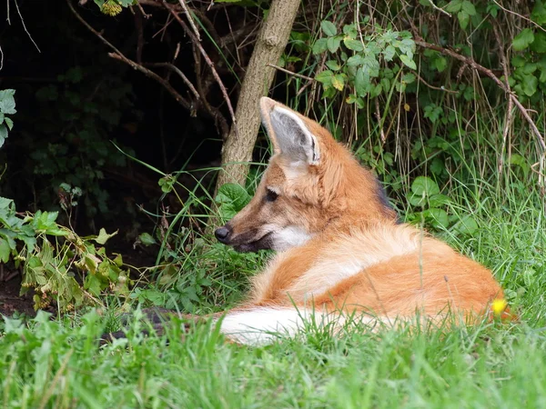 Maned wolf repos - vue rapprochée — Photo