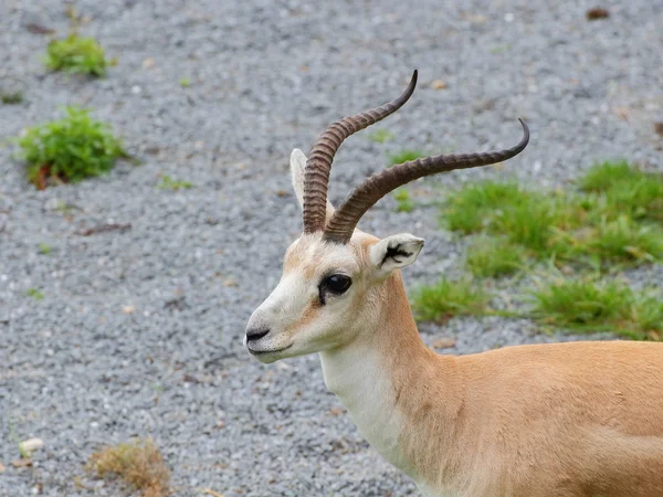 Perzische gazelle portret — Stockfoto