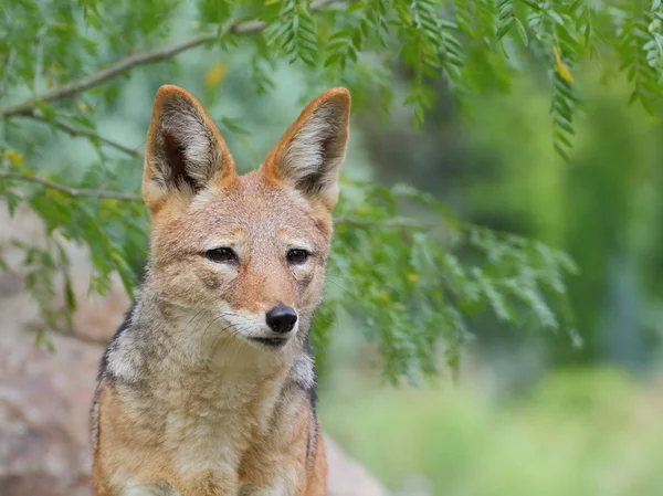 Black-backed jackal porträtt — Stockfoto