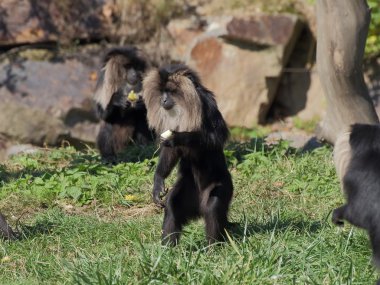 meyve - yan görünüm toplama aslan kuyruklu makak