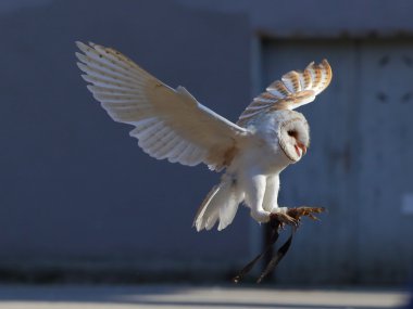 Screaming barn owl landing clipart