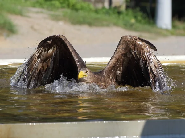 Águia do mar nadando na piscina — Fotografia de Stock