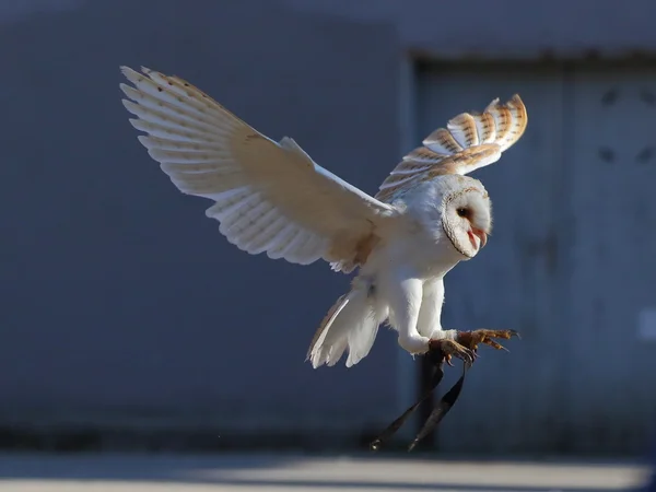 Screaming barn owl landing — Stock Photo, Image