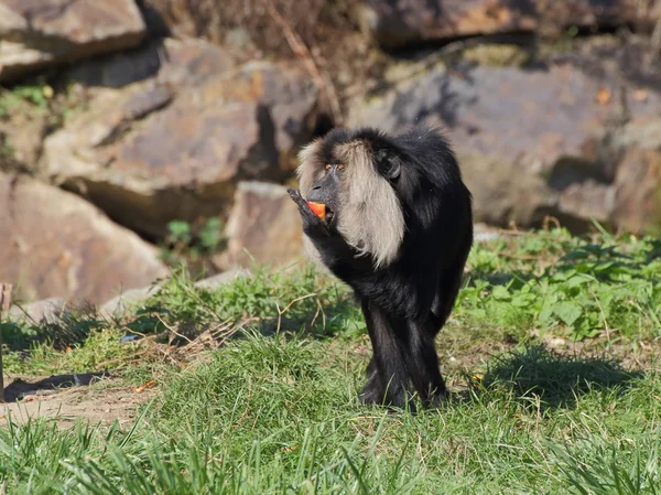 Macaco-de-cauda-de-leão comendo frutas - vista frontal — Fotografia de Stock