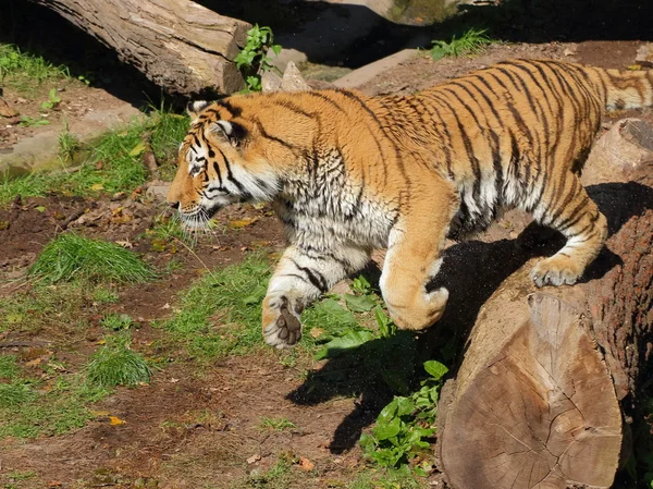 Siberische tijger springen — Stockfoto