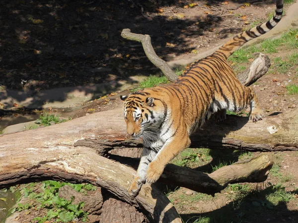 Siberian tiger leaping — Stock Photo, Image