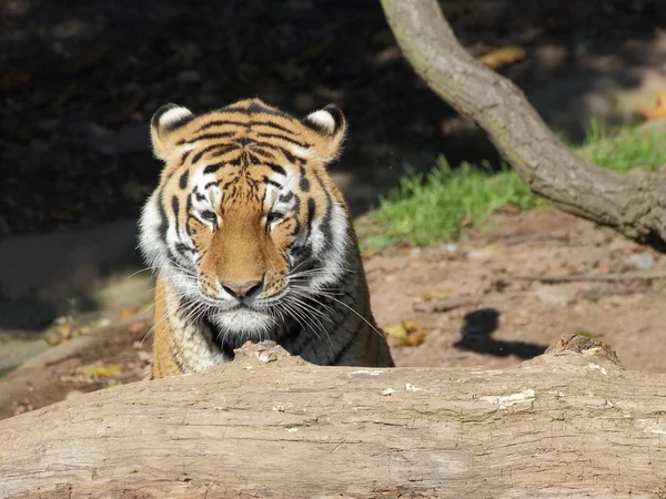 Tigre siberiana dietro il tronco d'albero — Zdjęcie stockowe