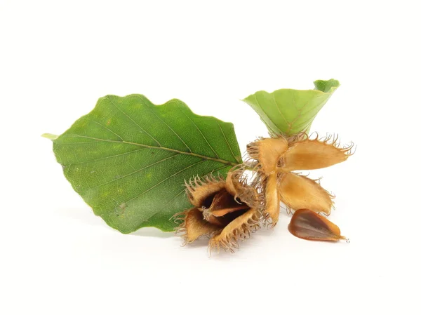 European beech fruits, seeds and foliage — Stock Photo, Image