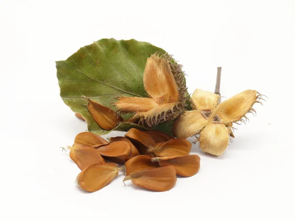European beech fruits, pile of seeds and foliage — Stock Photo, Image