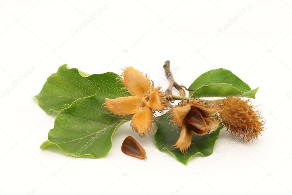 European beech fruits, seed and foliage