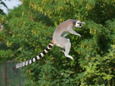 Ring-Tailed lemur atlama