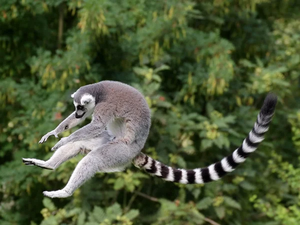 Jumping ring-tailed lemur — Stock Photo, Image