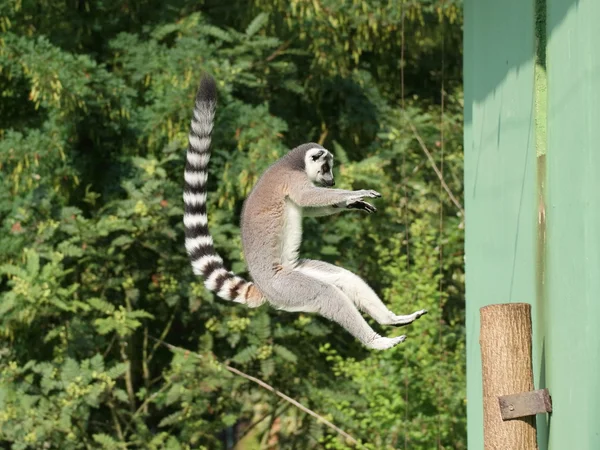 Jumping ring-tailed lemur — Stock Photo, Image