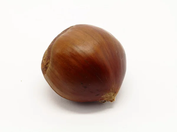 One chestnuts — Stock Photo, Image