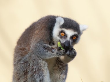 portre yeme lemur ring-tailted