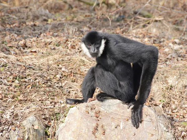 Gibbon à joues blanches sur le rocher — Photo