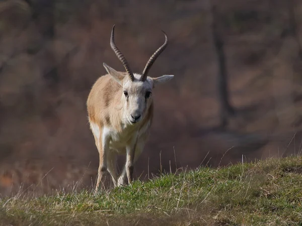 Perzische gazelle close-up weergave — Stockfoto