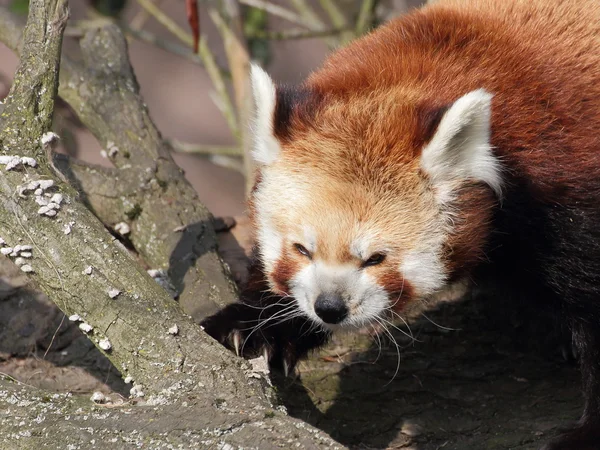 Rode panda close-up portret — Stockfoto