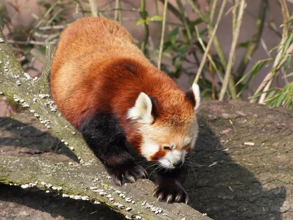 Panda červená na kmen stromu — Stock fotografie