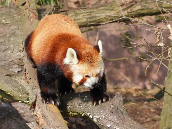 在树干上的红熊猫 — 图库照片
