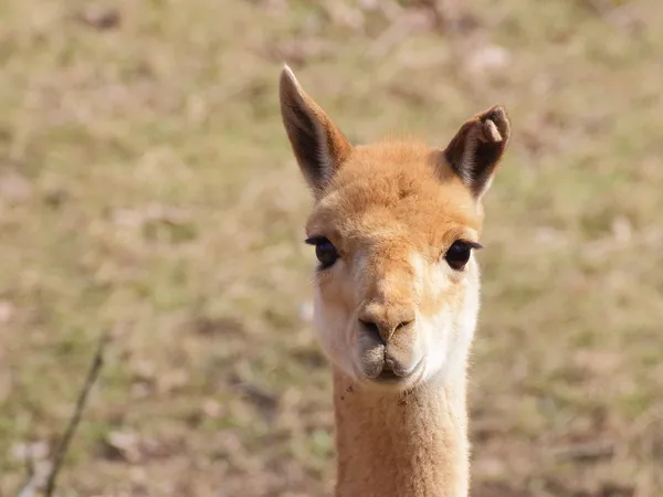 Lama close-up retrato — Fotografia de Stock