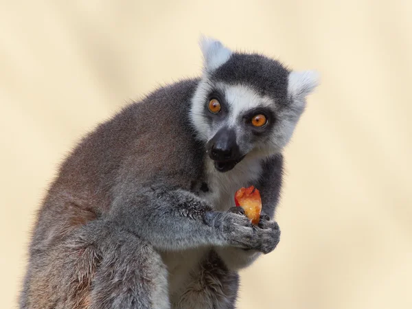 Açık portre yeme lemur ring-tailted — Stok fotoğraf