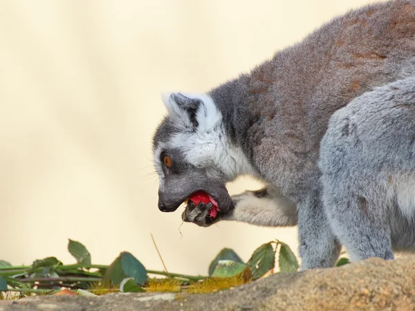 Pierścień tailted lemur jedzenie stronie portret — Zdjęcie stockowe