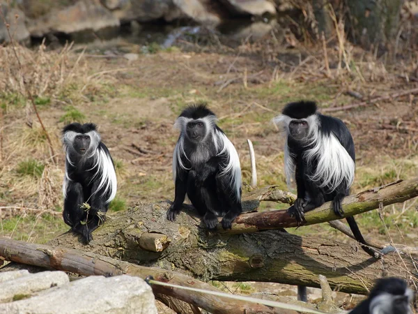 Trois colobus angola sur le tronc d'arbre Images De Stock Libres De Droits