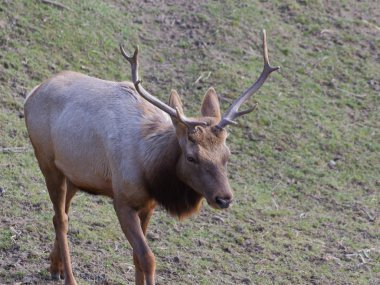 Tule elk çayır üzerinde