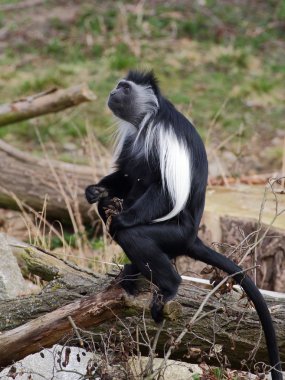 bir ağaç gövdesinde angola colobus standı