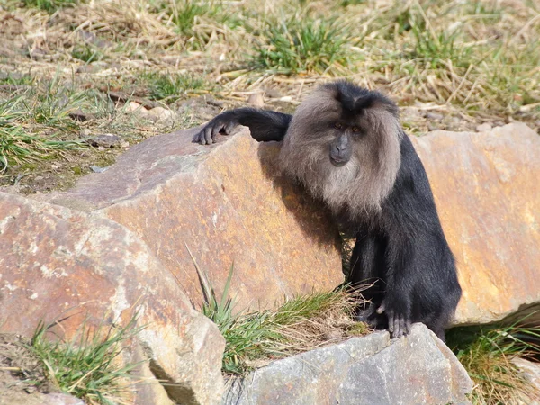 Jeden Lew stronne macaque na skale — Zdjęcie stockowe